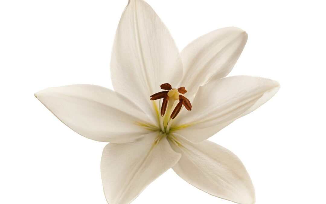 flor de lirio blanco, seguro de decesos Ocaso opiniones y precios
