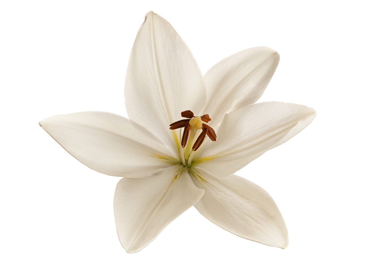 flor de lirio blanco, seguro de decesos Ocaso opiniones y precios