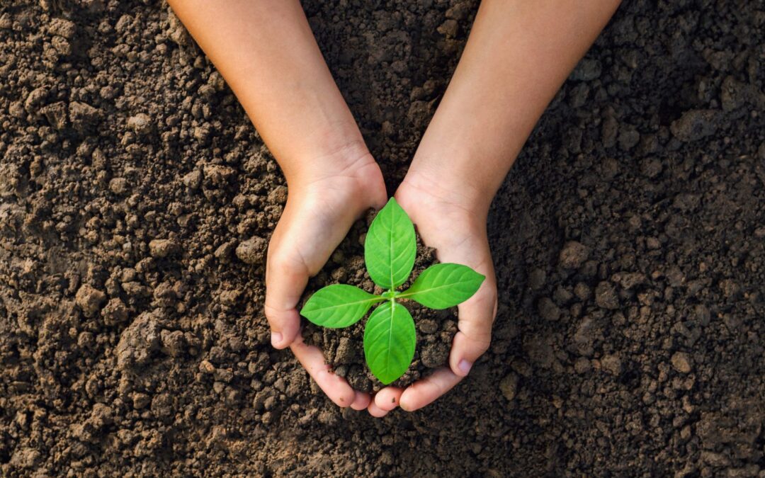 Manos plantando un árbol: funeral ecológico con urna biodegradable